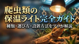 爬虫類の保温ライト完全ガイド｜種類・選び方・設置方法をプロが解説