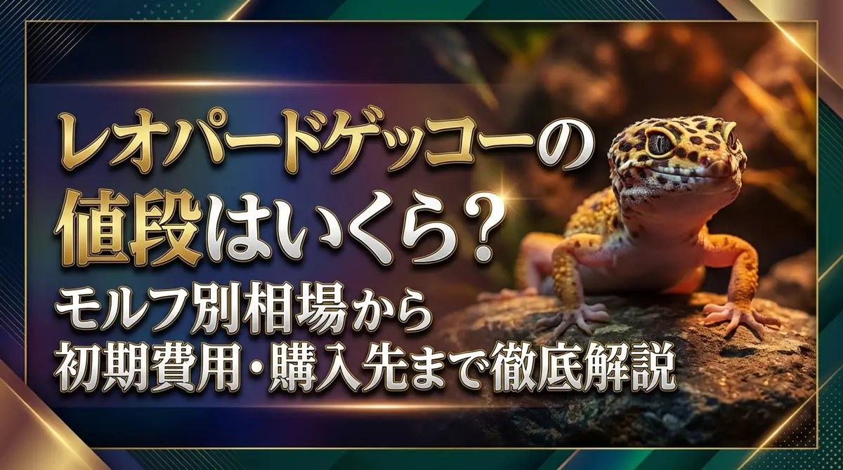 レオパードゲッコーの値段はいくら？モルフ別相場から初期費用・購入先まで徹底解説