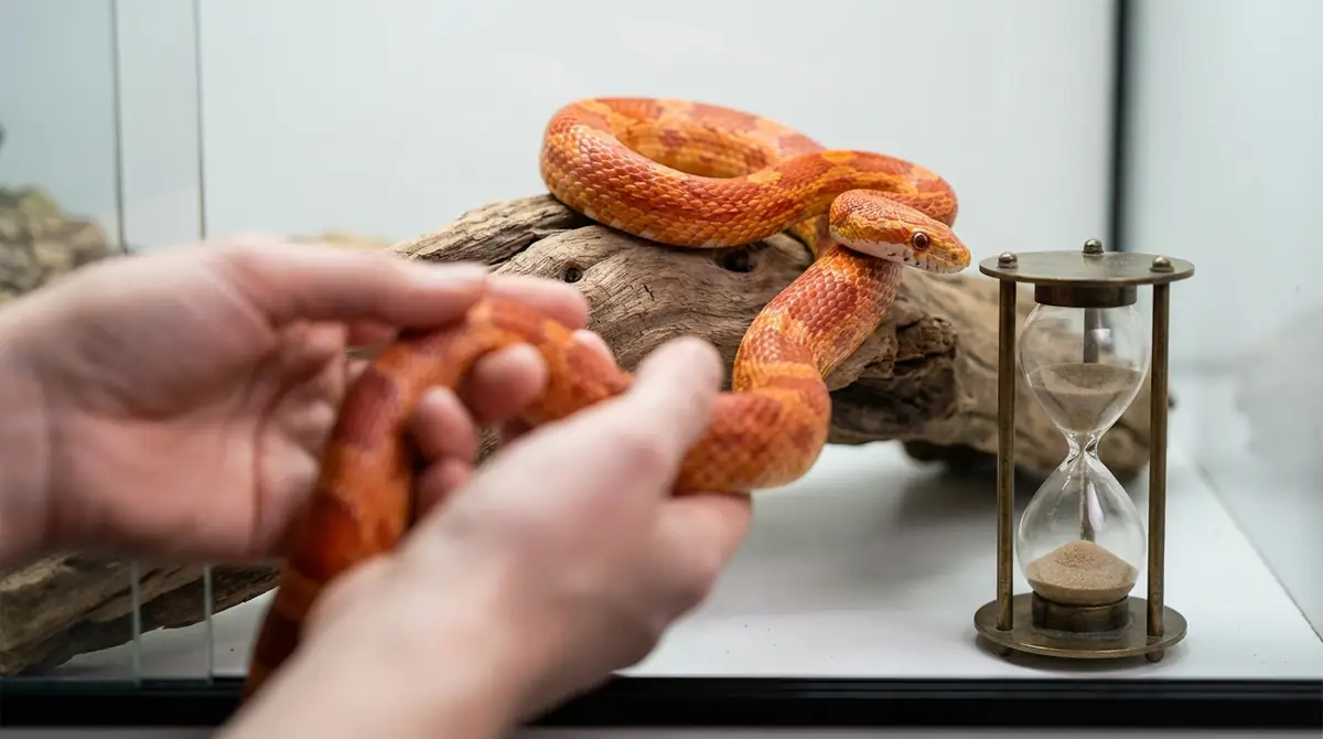 コーンスネークの寿命を縮めるNG行動5選