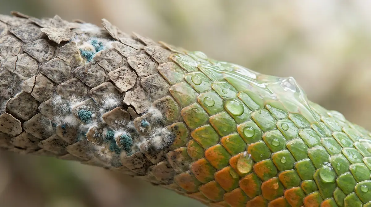 脱皮不全・カビ発生時の緊急対処法