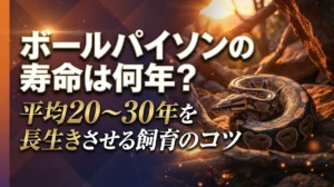 ボールパイソンの寿命は何年？平均20〜30年を長生きさせる飼育のコツ
