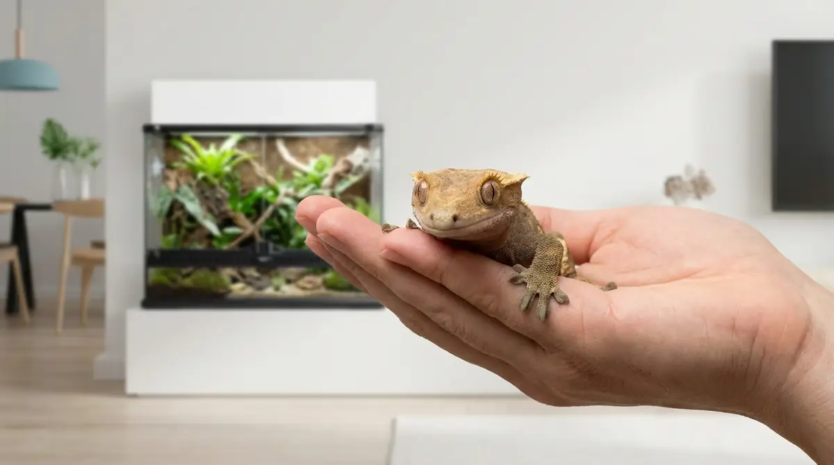 クレステッドゲッコーが初心者におすすめな3つの理由